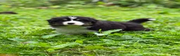 Australian Shepherd dogs for sale: Stunning Australian Shepherd Puppies  - Advert 25