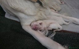 Golden Retriever dogs for sale: 🐾 Golden Retriever Puppies – Ready in December 🐾 - Image 17