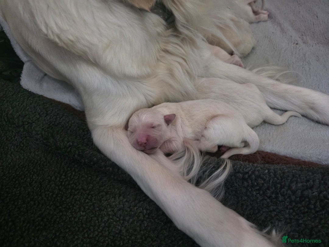 Golden Retriever dogs for sale: 🐾 Golden Retriever Puppies – Ready in December 🐾 - Image 17