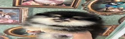 Pomeranian dogs for sale: Pom Puppies from Five Star breeder  - Advert 27