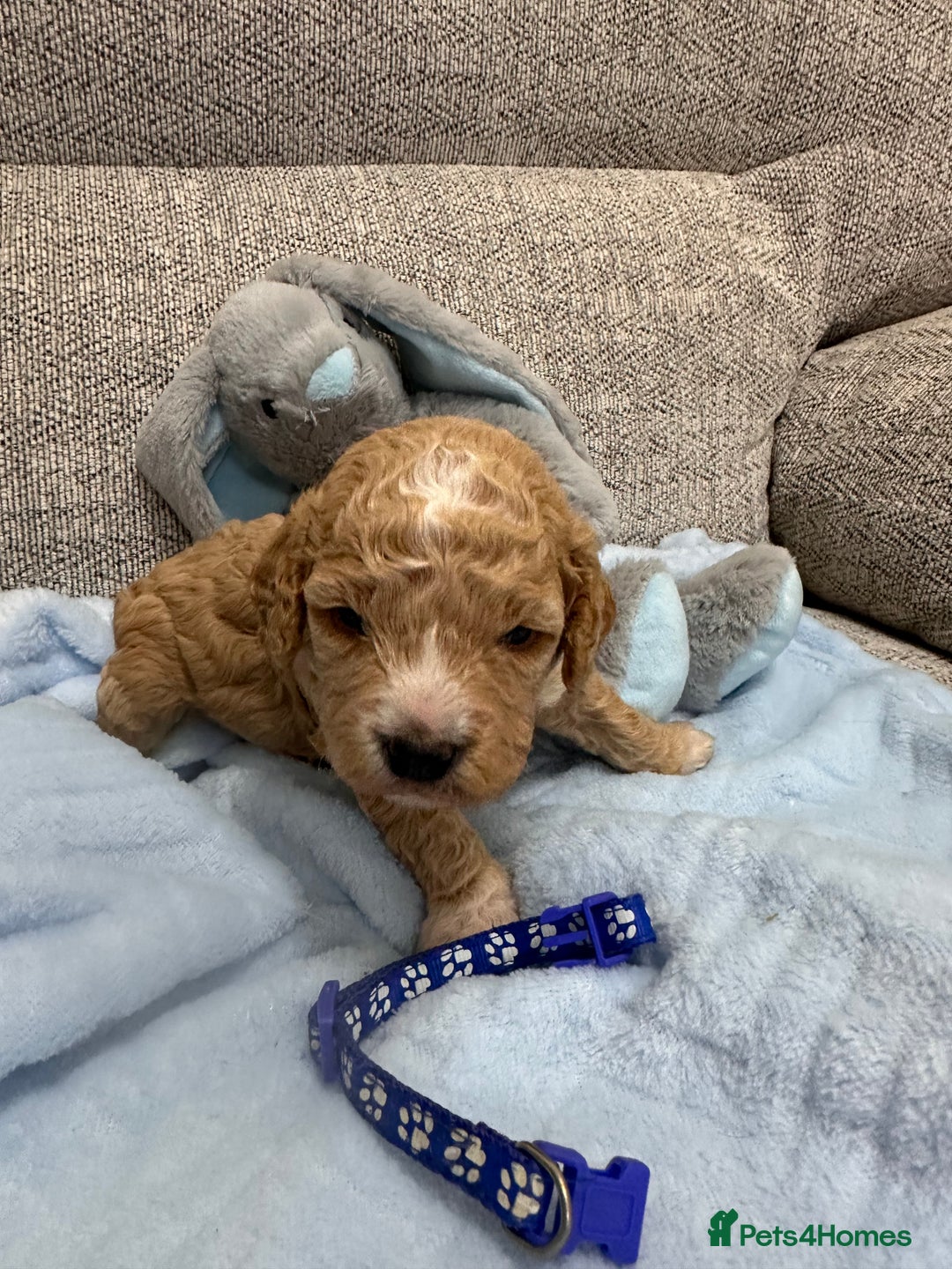 Cavapoo dogs for sale: Stunning F1b Cavapoos - Advert 7