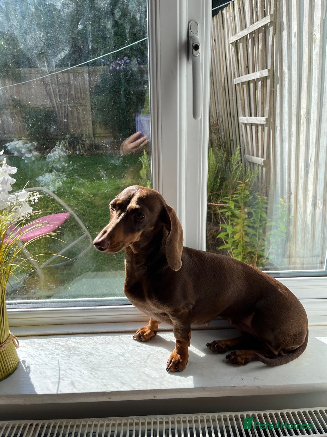 Miniature Dachshund dogs for sale: Miniature dachshund chocolate girl - Image 5