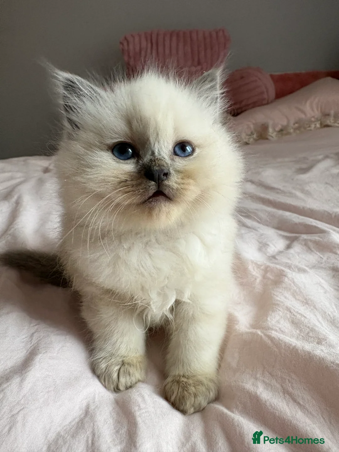 Mixed Breed cats for sale: Ragdoll x BSH Kittens - Advert 2