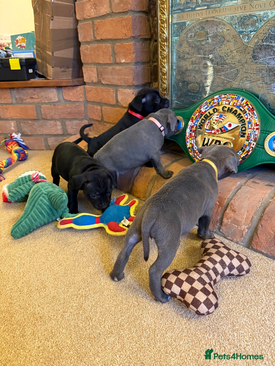 Staffordshire Bull Terrier dogs for sale: Health Tested Clear Staffordshire Bull Terrier's - Advert 19