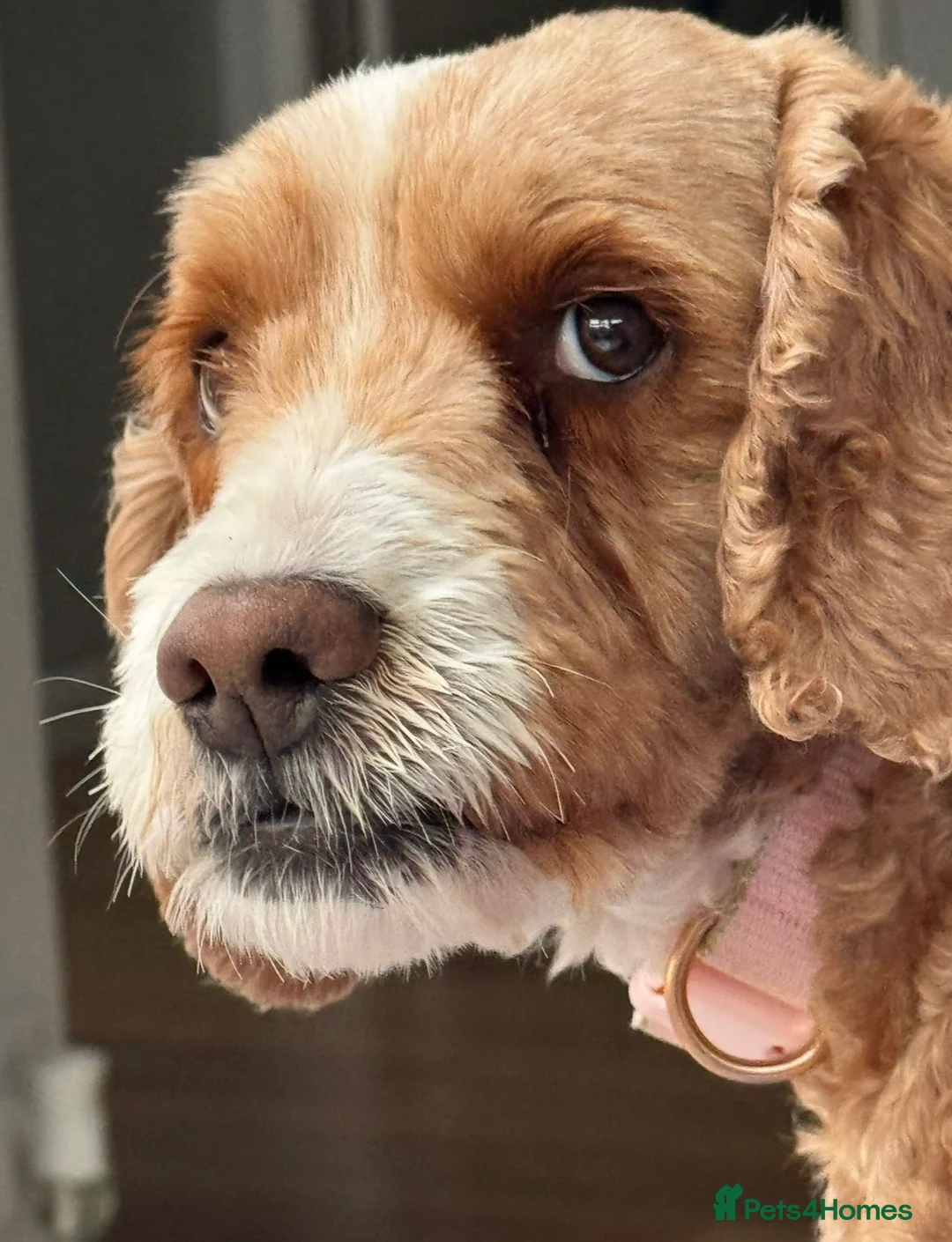 Cockapoo dogs for sale: ❤️ Luna - 8 year old female dog ❤️ - Advert 4