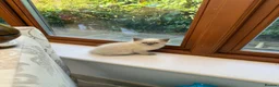 Ragdoll cats for sale: Ragdoll beauties - Advert 6