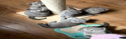 British Shorthair cats for sale: Beautiful British Shorthair Kittens  in London - Advert 5