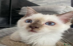 Ragdoll cats for sale: One left chocmink tabby mitted male  - Image 19