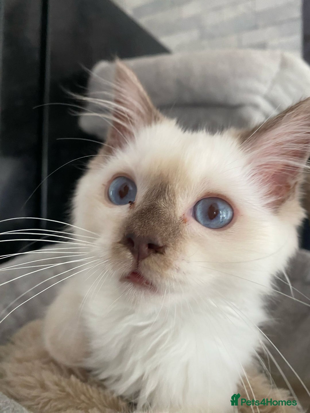 Ragdoll cats for sale: One left chocmink tabby mitted male  - Image 19