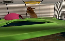 Hamster rodents for sale: Syrian Hamster - Image 3