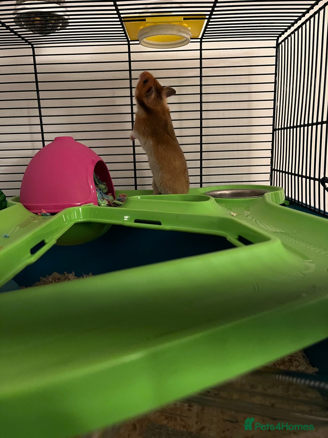Hamster rodents for sale: Syrian Hamster - Image 3