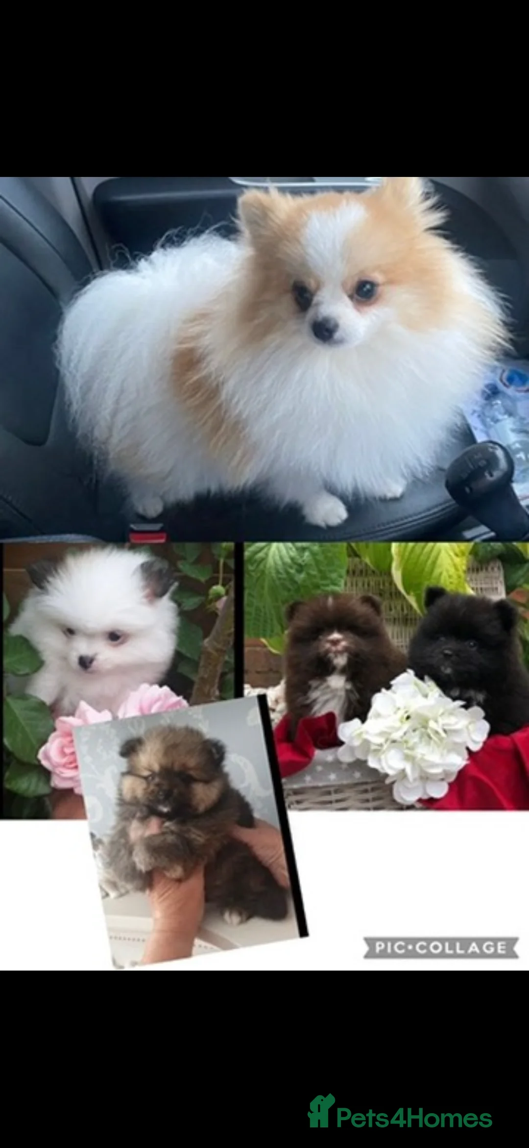Pomeranian dogs for stud: Party Pom from famous chi tien lines  in Maesteg - Advert 7