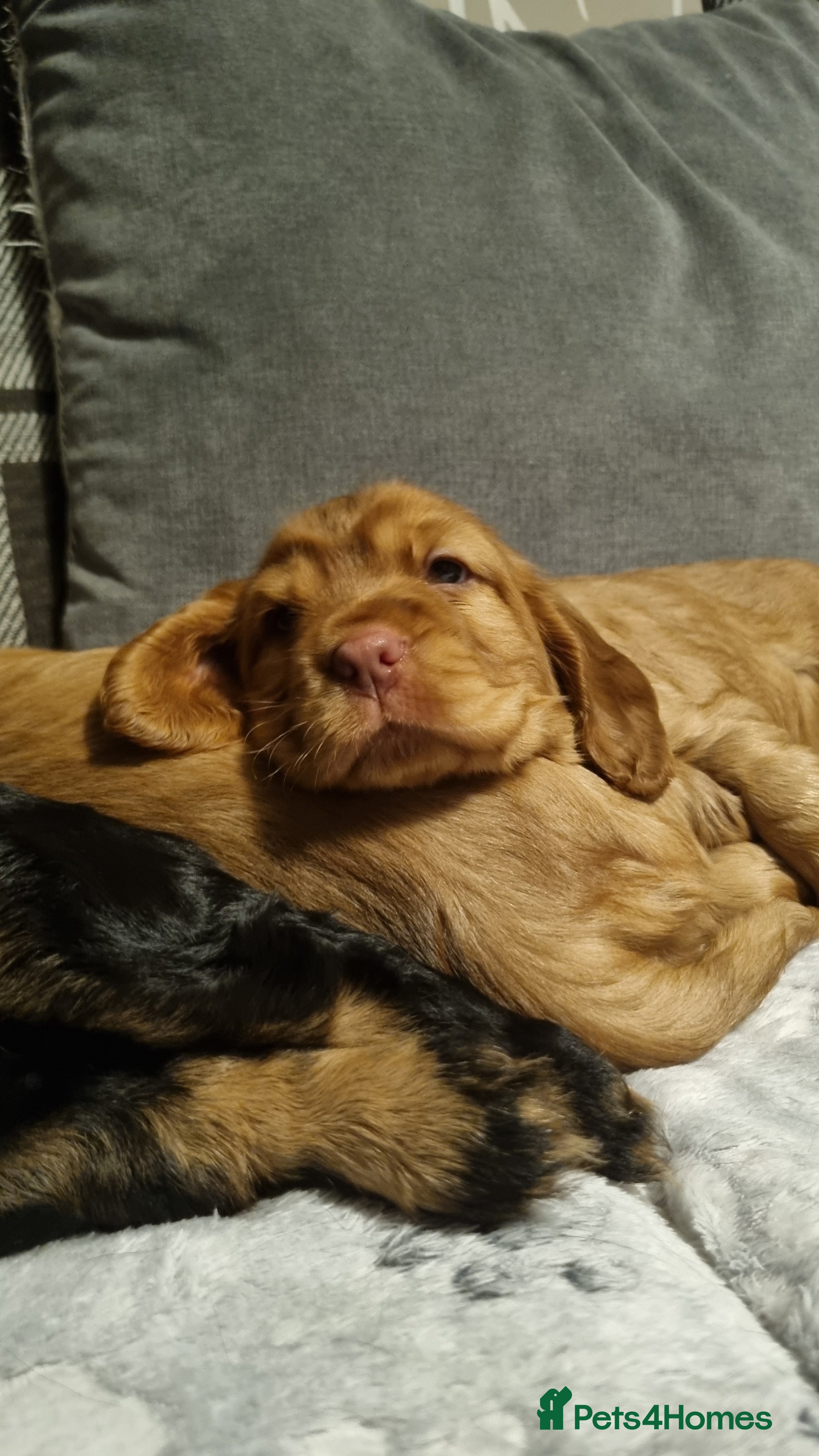 Cocker Spaniel dogs for sale: 🐾 Beautiful Show Type Cocker Spaniel Puppies - Advert 13