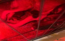 Belgian Shepherd Dog dogs for sale: Belgian malinois  - Image 1