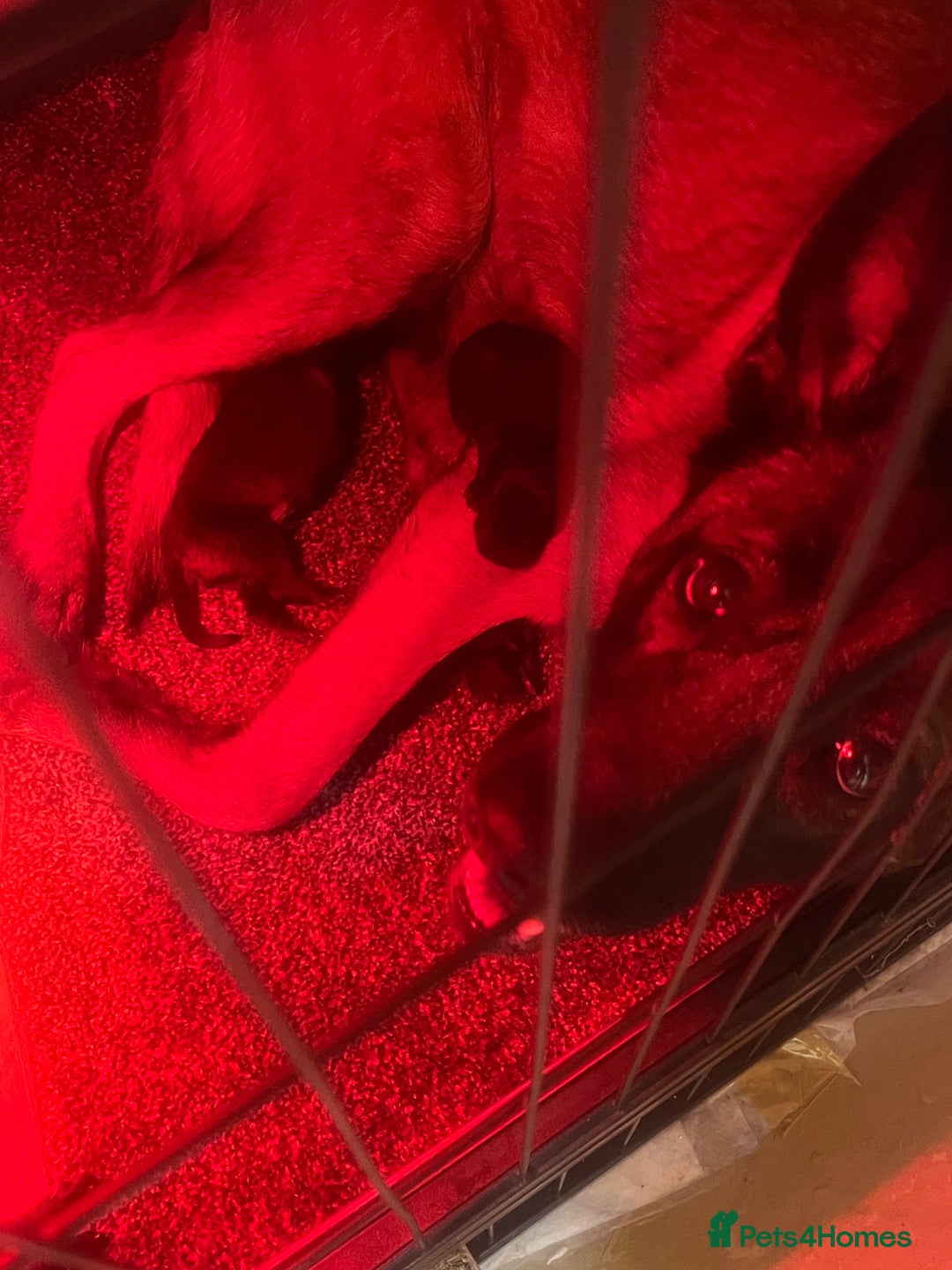 Belgian Shepherd Dog dogs for sale: Belgian malinois  - Image 1