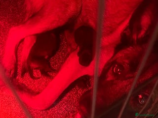 Belgian Shepherd Dog dogs Belgian malinois - Advert 6