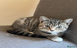Mixed Breed cats for sale: 4 kittens looking for their forever homes  - Image 2