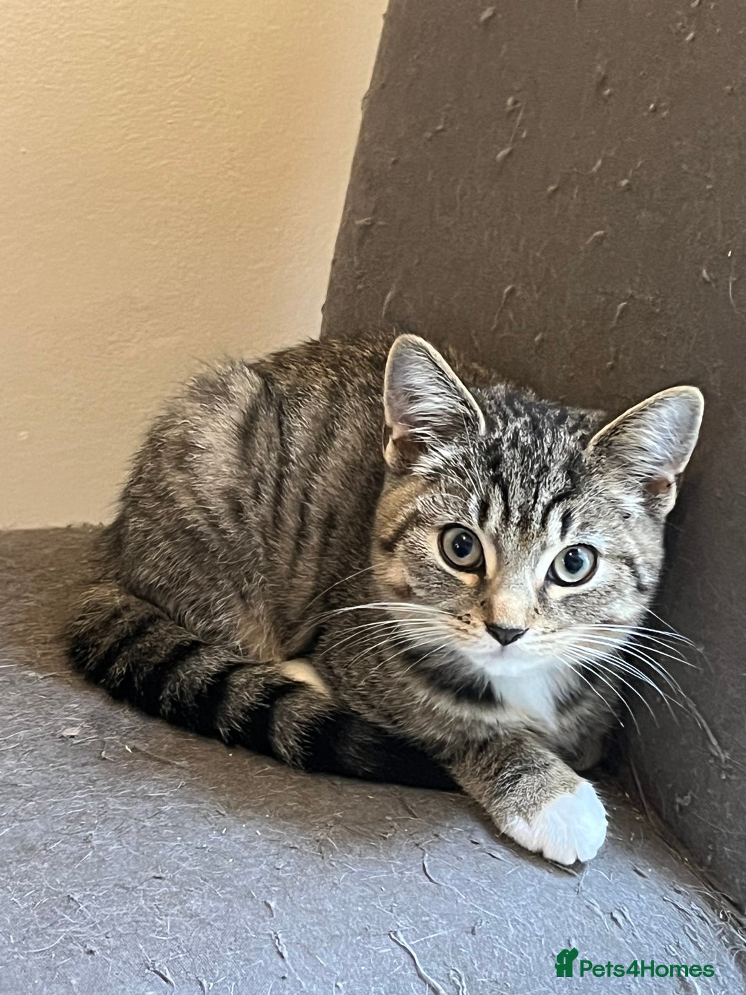 Mixed Breed cats for sale: 4 kittens looking for their forever homes  - Image 2