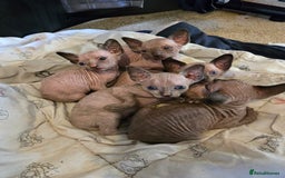 Sphynx cats for sale: 5 sphynx kittens for sale - Image 4