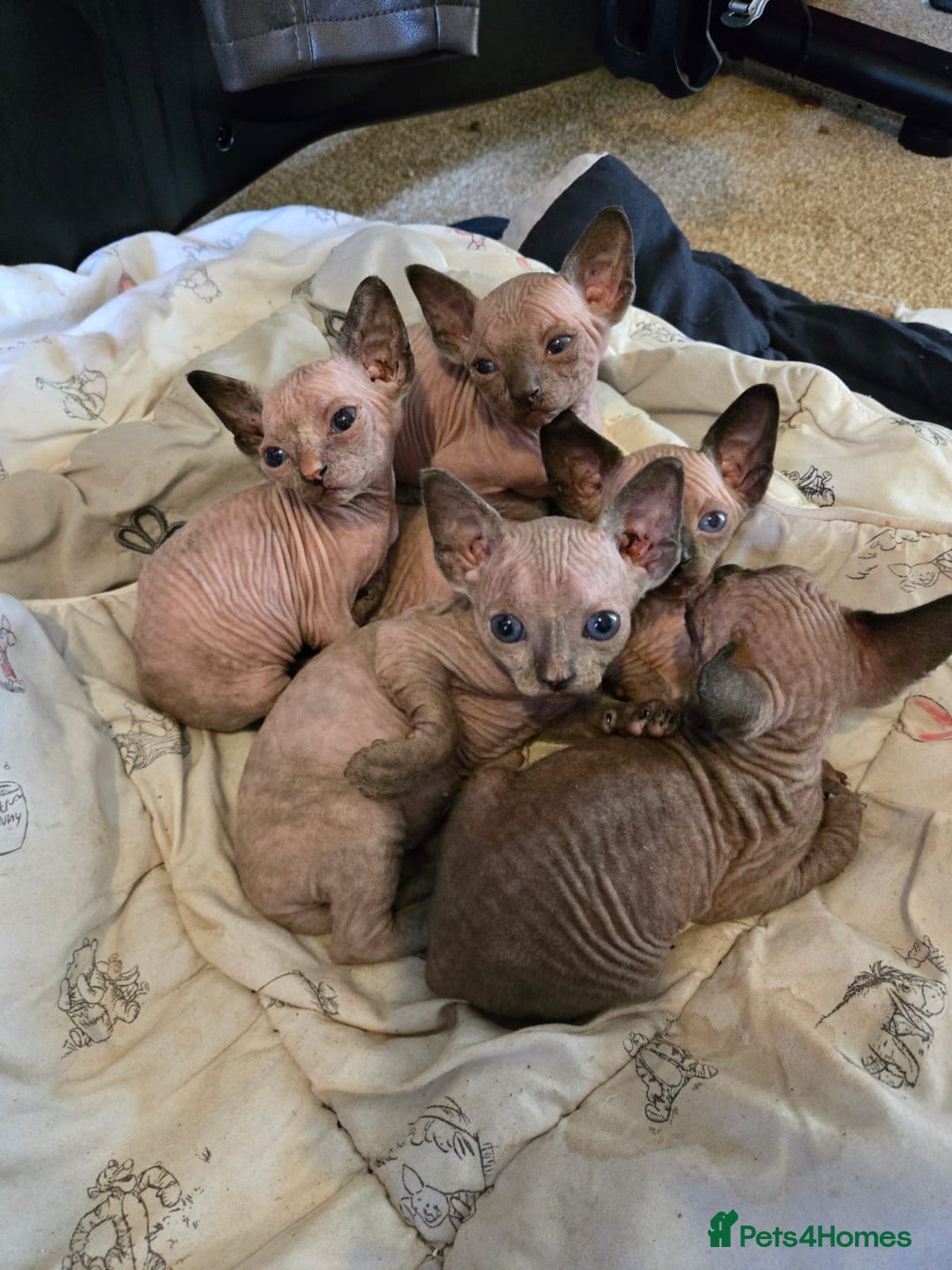Sphynx cats for sale: 5 sphynx kittens for sale - Image 4