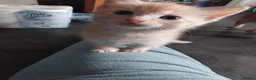 Mixed Breed cats for sale: 2 beautiful ginger kittens for sale - Advert 6