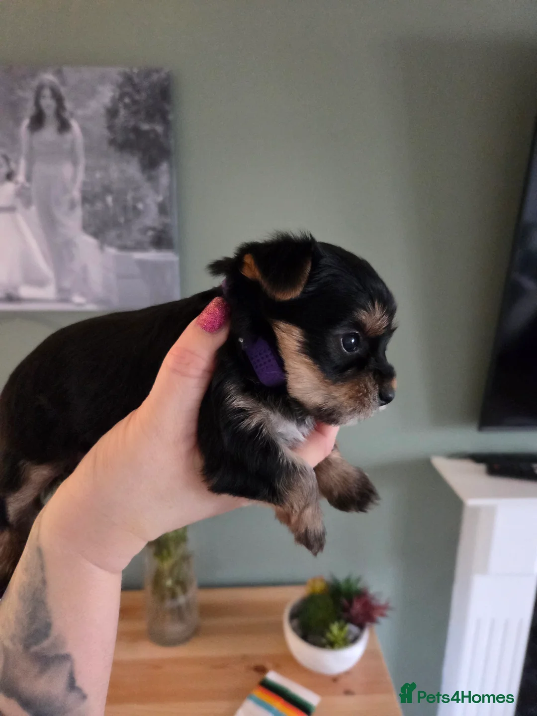 Yorkshire Terrier dogs for sale: Beautiful miniature Yorkshire terrier puppies - Advert 17