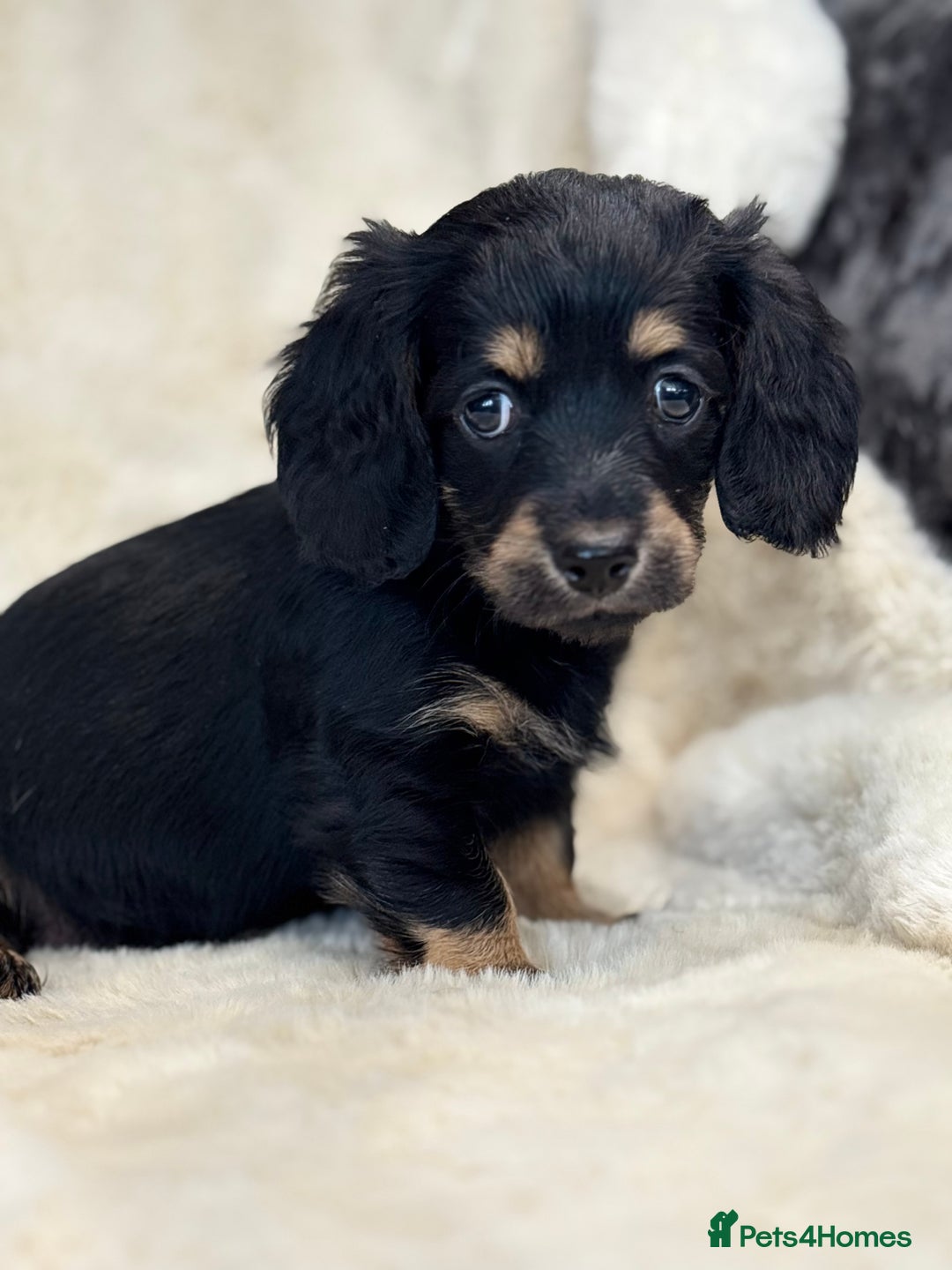 Mixed Breed dogs for sale: Gorgeous Daxi cross puppies  - Advert 20