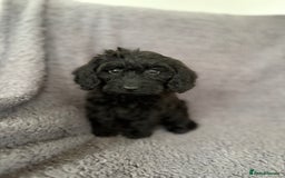Cockapoo dogs for sale: 2 beautiful cocker poo puppies  - Image 2