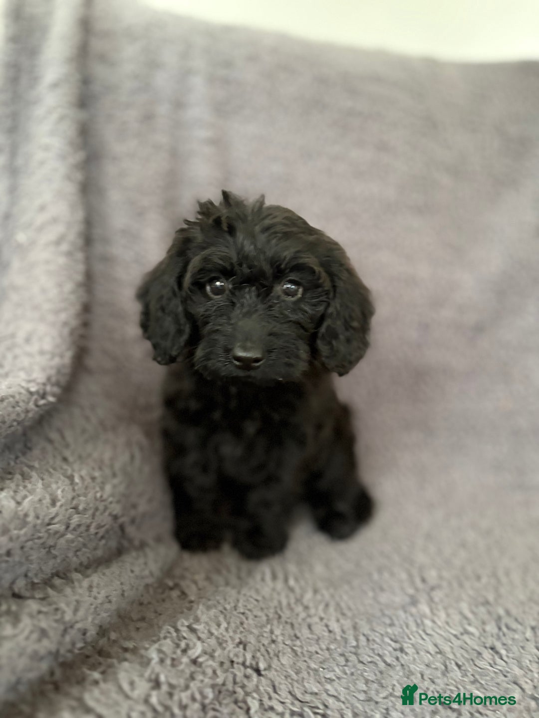 Cockapoo dogs for sale: 2 beautiful cocker poo puppies  - Image 2