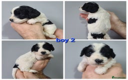 Cockapoo dogs for sale: F1 Cockapoos, Parti Roan. DNA HEALTH TESTED - Image 4