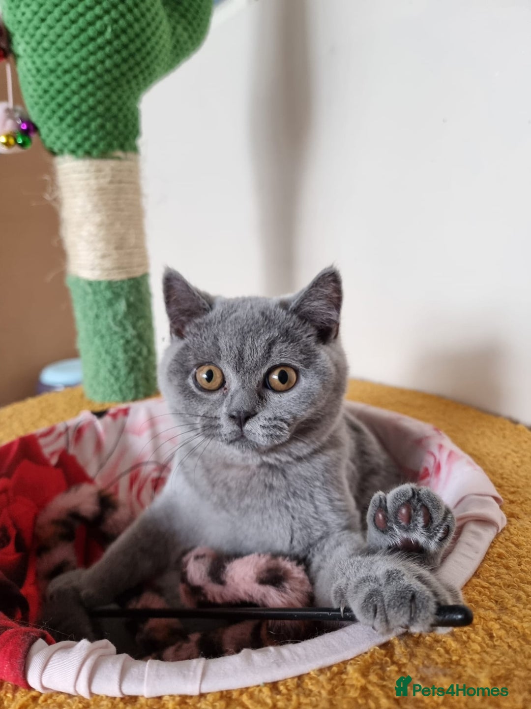 British Shorthair cats for sale:  To Go Now 3 Female Ready GCCF Healthy Pedigree - Advert 15