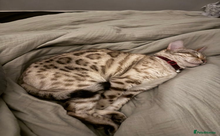 Bengal cats - Advert 3