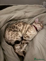 Bengal cats - Advert 1