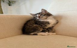 Maine Coon cats for sale: Tabby Kittens  - Image 5