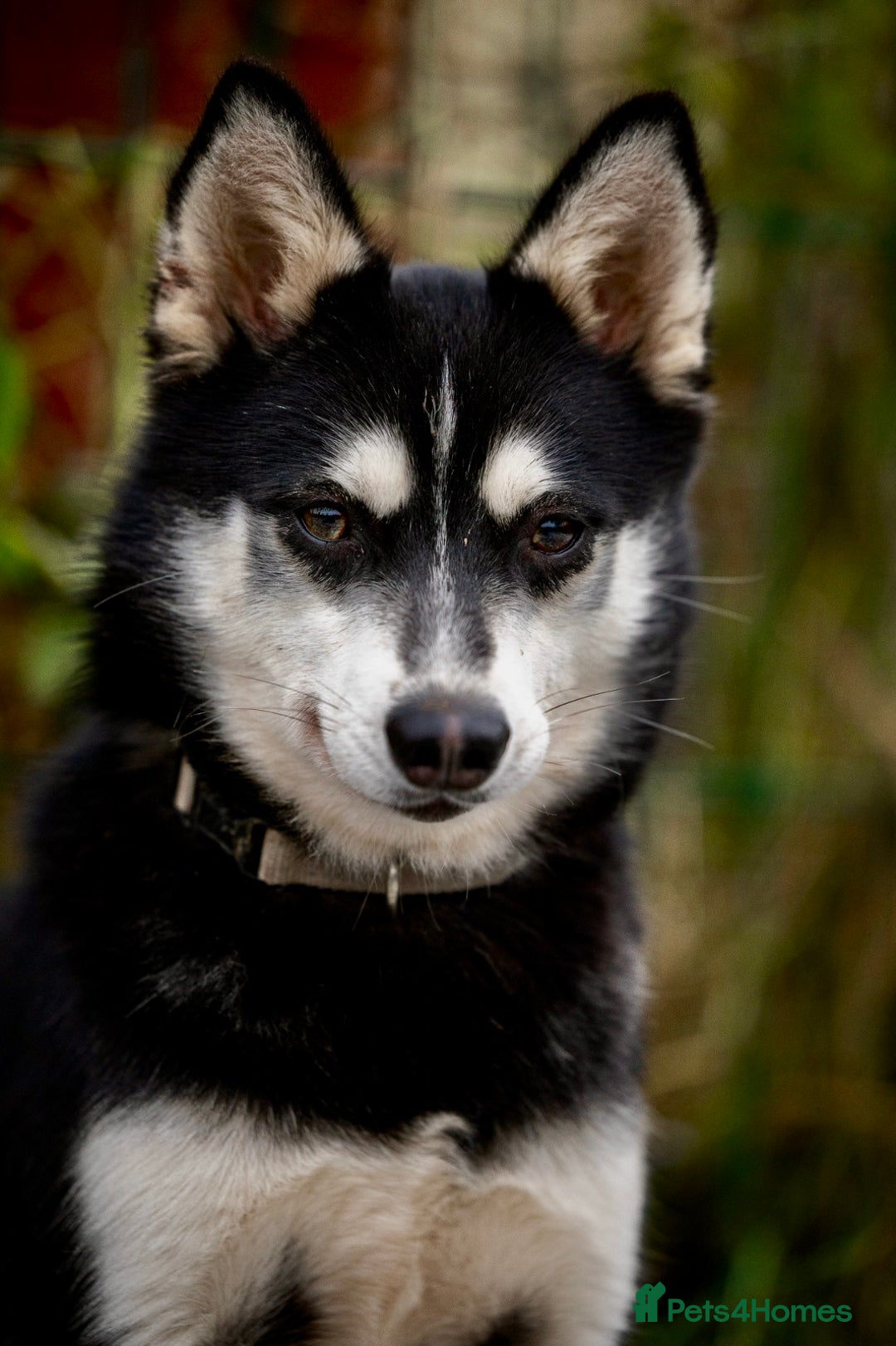 Pomsky dogs for adoption: TUCKER – Male Pomsky  - Advert 11