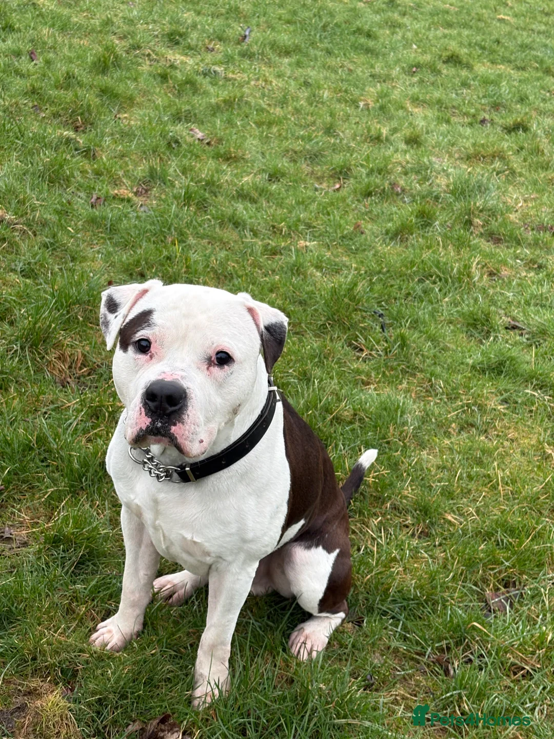 American Bulldog dogs for sale: American bulldog male 4.5 years old  - Advert 5