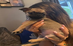 Chug dogs for sale: 2 puppy chugs for sale  - Image 2
