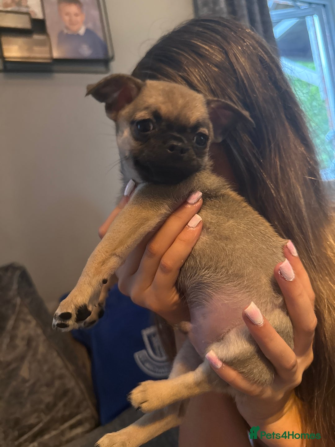 Chug dogs for sale: 2 puppy chugs for sale  - Image 2