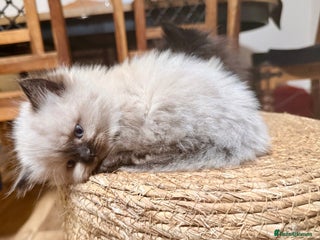 Ragdoll cats - Advert 17