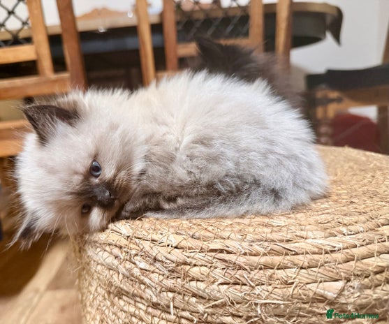 Ragdoll cats - Advert 3