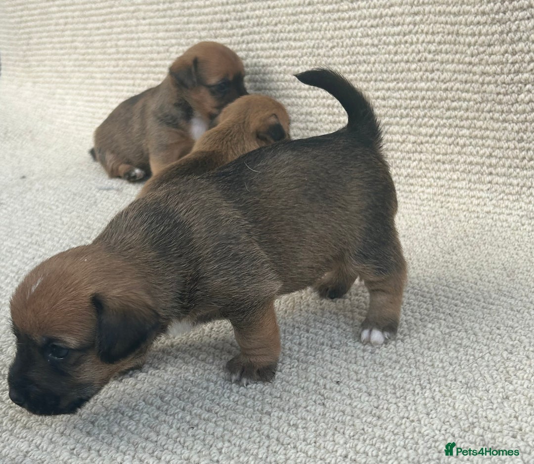 Jack Russell dogs for sale: Jack russel puppies  - Image 10