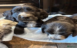 Cocker Spaniel dogs for sale: Gorgeous KC Cockers with blue roan features - Image 7