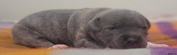 Staffordshire Bull Terrier dogs for sale: Kc Blue Staff pups - Advert 13