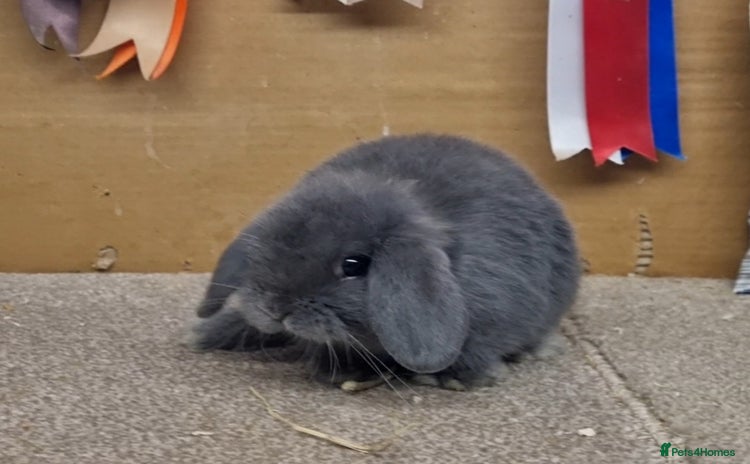 Mini Lop rabbits - Advert 2