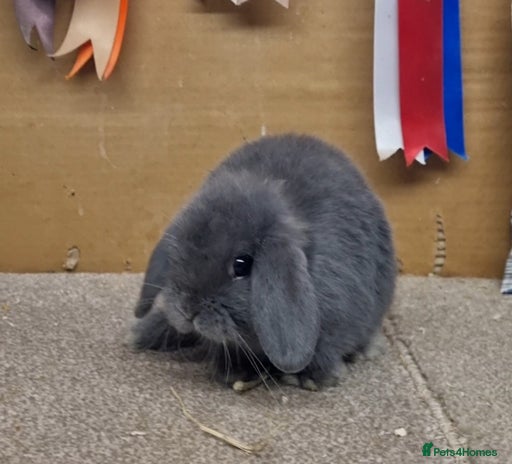 Mini Lop rabbits - Advert 2