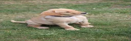 Labrador Retriever dogs for sale: Adorable Kc reg Labrador puppies ready to leave  - Advert 7