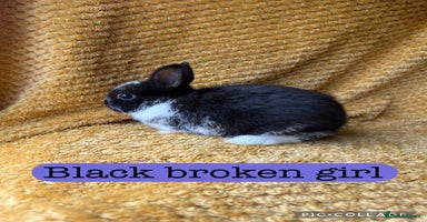 Netherland Dwarf rabbits - Advert 12