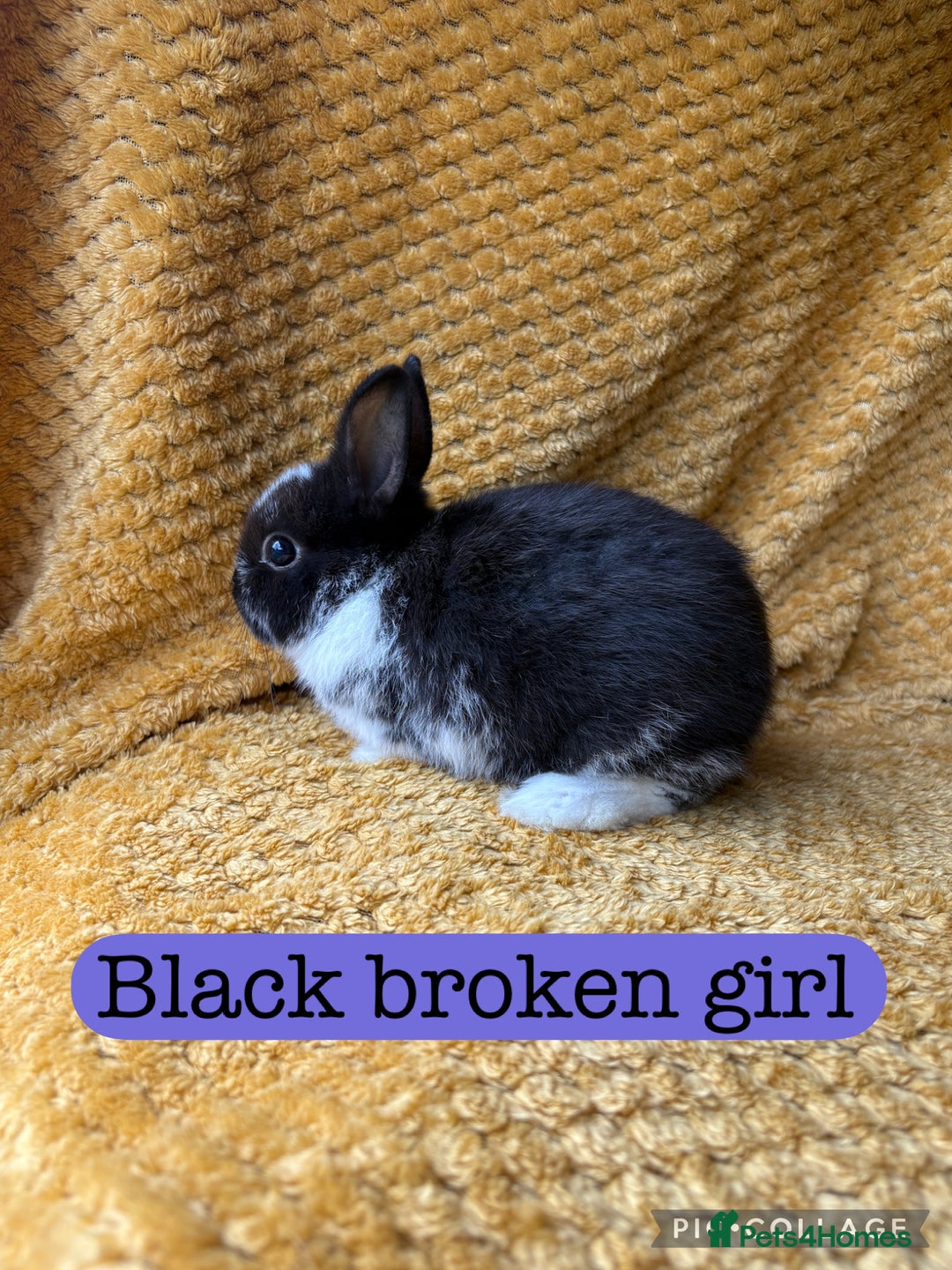 Netherland Dwarf rabbits for sale: Gorgeous Netherland dwarf babies  - Image 2