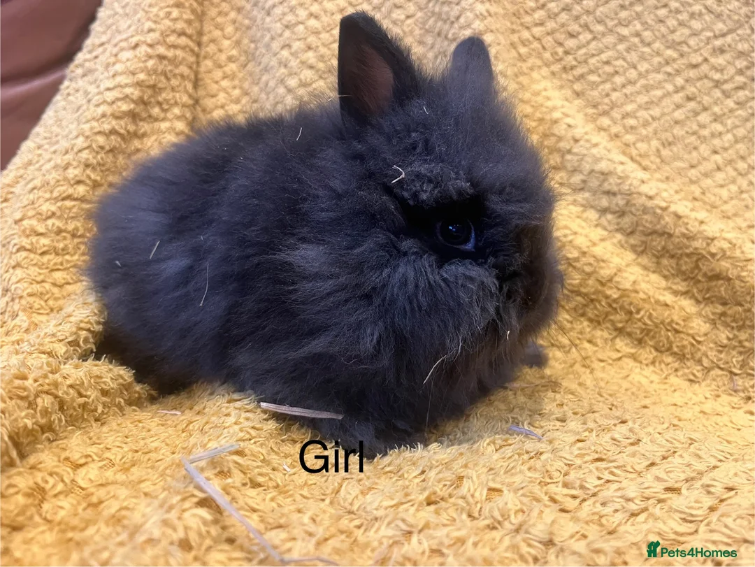 Mini Lop rabbits for sale: Mini lops  and mini double maned lionheads  - Advert 34