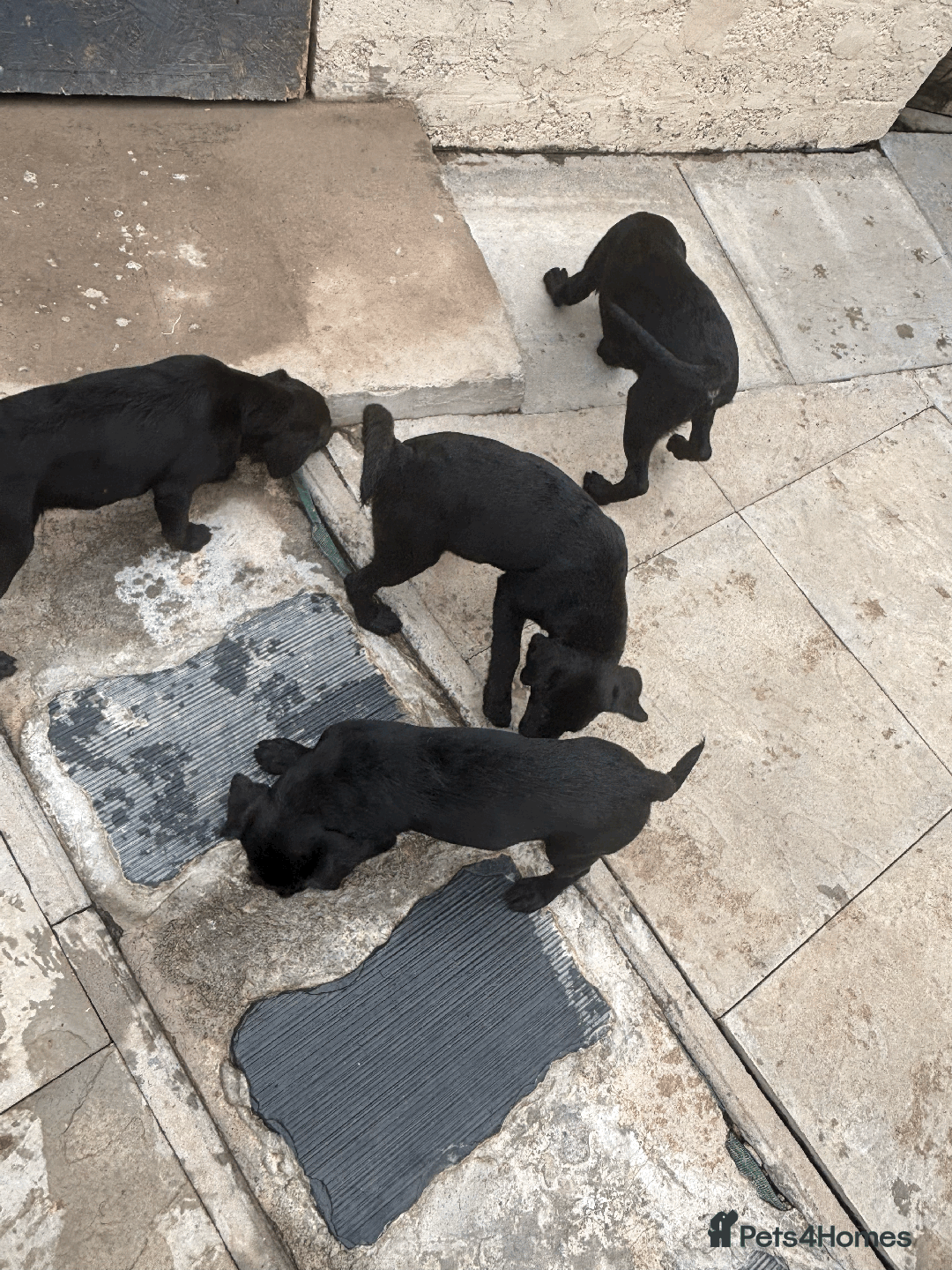 Labrador Retriever dogs for sale: Beautiful Labrador Puppies (3 boys 2 girls) in Wishaw - Image 19